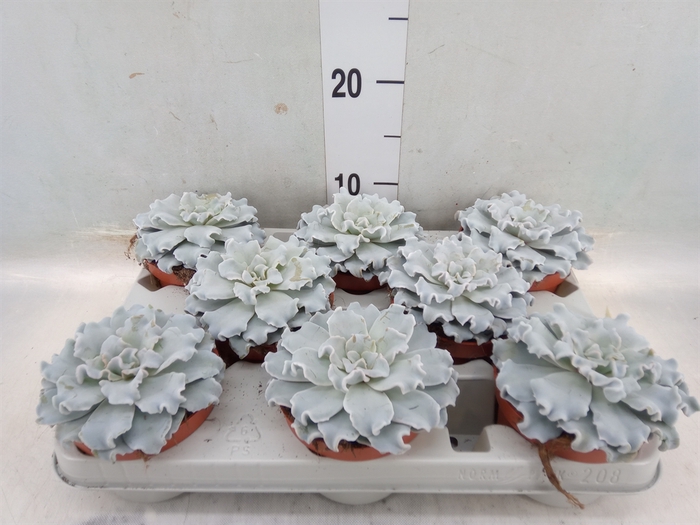 <h4>Echeveria   ...</h4>