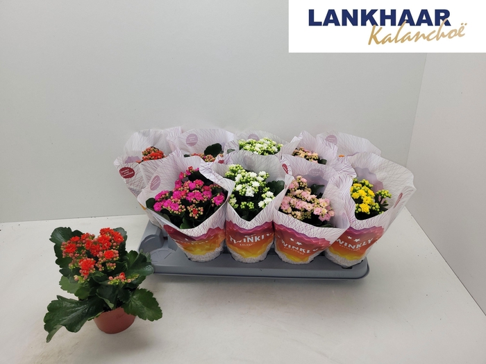 <h4>KAL GE PERF GEM 5 KL</h4>