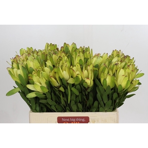 Leucadendron Goldstrike