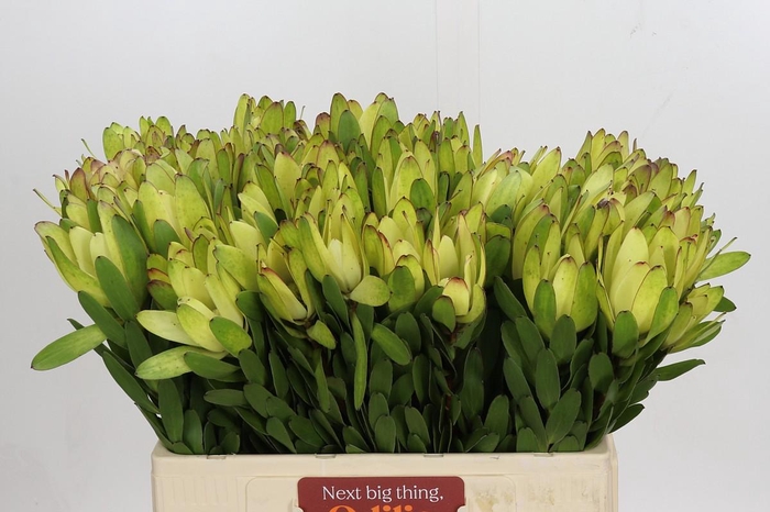 <h4>Leucadendron Goldstrike</h4>