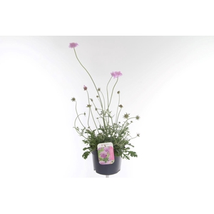 Scabiosa columbaria Pink Mist