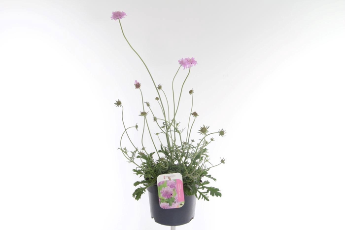 <h4>Scabiosa columbaria Pink Mist</h4>