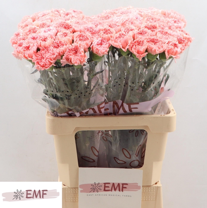 <h4>DI ST BIG ONE</h4>