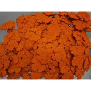 Achillia Oranje
