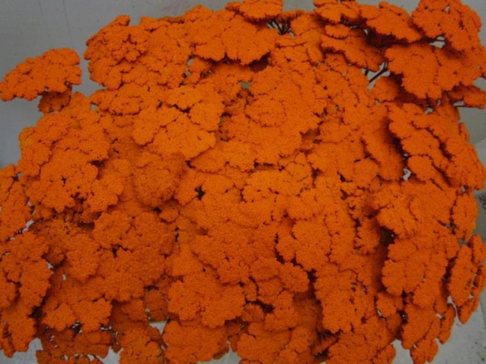 <h4>Achillia Oranje</h4>