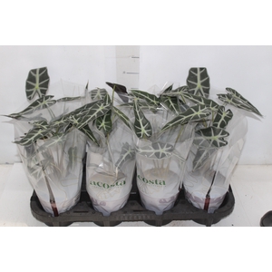 ALOCASIA PICOLLINI P12