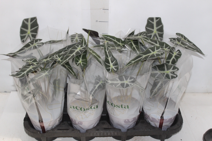 <h4>ALOCASIA PICOLLINI P12</h4>