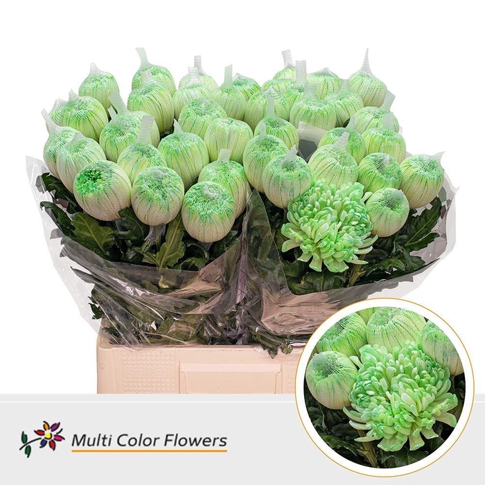 <h4>Chr. G 'Antonov' DYED Green Mint</h4>