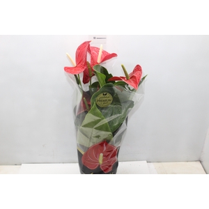ANTHURIUM MICHIGAN P17 PREMIUM