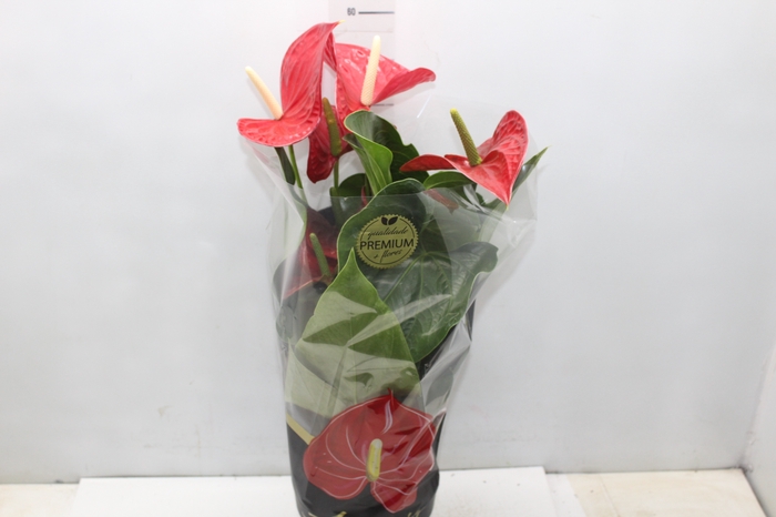 <h4>ANTHURIUM MICHIGAN P17 PREMIUM</h4>