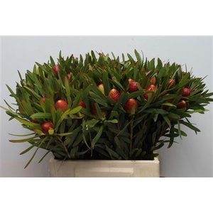 Leucad Cherry Pearl Single