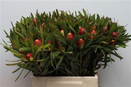 Leucad Cherry Pearl Single