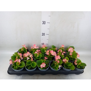 Begonia semp.   ...