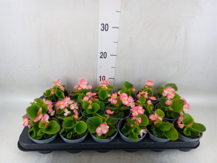 <h4>Begonia semp.   ...</h4>