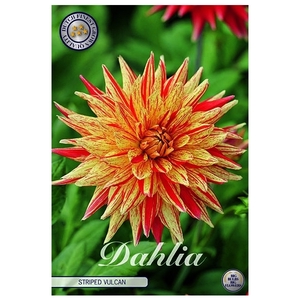 Dahlia Cactus Striped Vulcan x1