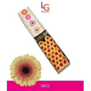 Germini Isko Doos