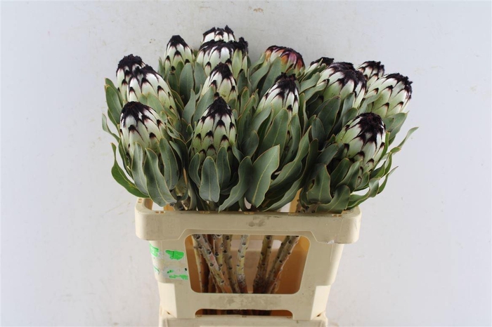 <h4>PROTEA MAG NIOBE</h4>
