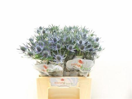 <h4>Eryn Mag Blue Lagoon</h4>