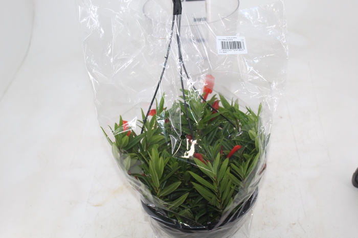 <h4>COLUMNEA HIRTA C21</h4>