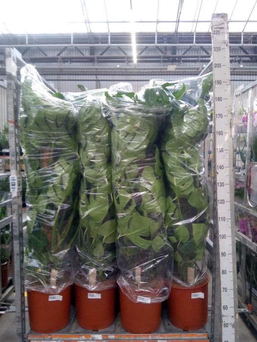 <h4>Monstera delic.</h4>