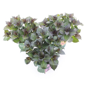 Hydrangea macr. Black Diamonds® MIX C5 (23cm.) Kn.