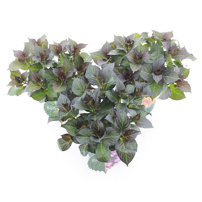 <h4>Hydrangea macr. Black Diamonds® MIX C5 (23cm.) Kn.</h4>