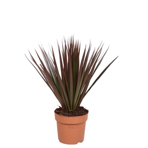 Dracaena marg. 'Magenta'