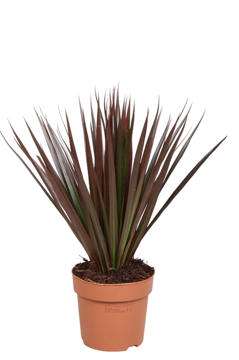 <h4>Dracaena marg. 'Magenta'</h4>