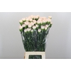 Dianthus St Brut
