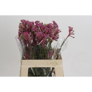 Kangaroo Paw Mini Pearl