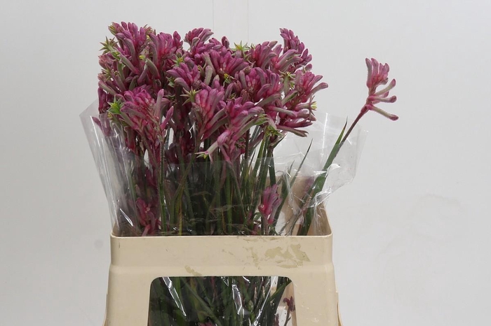 <h4>Kangaroo Paw Mini Pearl</h4>