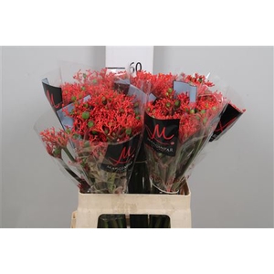 Jatropha P Firecrack