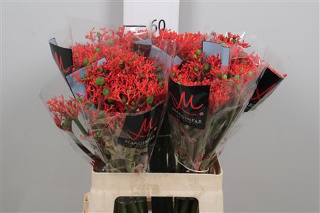 <h4>Jatropha P Firecrack</h4>