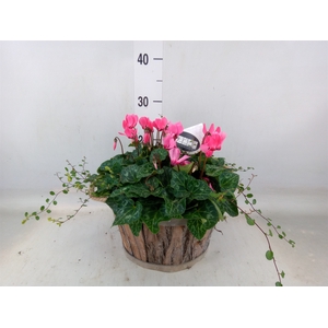 Arr.  Cyclamen H%