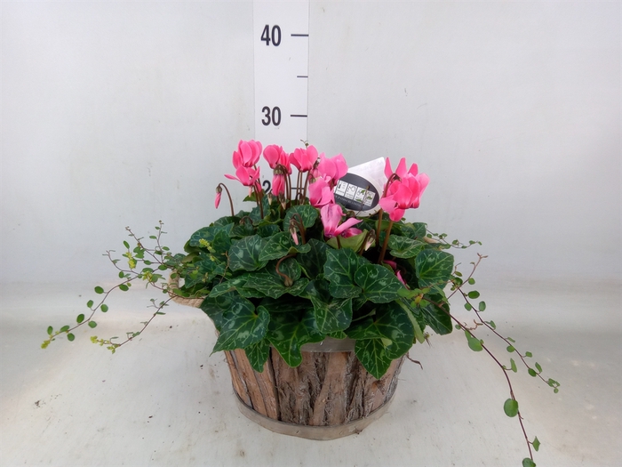 <h4>Arr.  Cyclamen H%</h4>