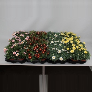 Argyranthemum Frutescens Margriet mix etage cc