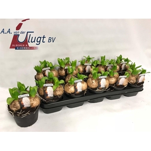 Hyacinthus orie. 'Pearl White'