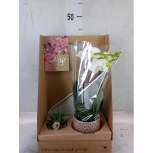 Arr.  Phalaenopsis  H%