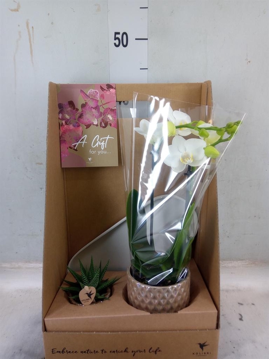 <h4>Arr. Phalaenopsis H%</h4>