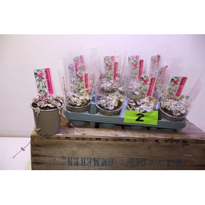 arr8 Cerop Wo Variegata