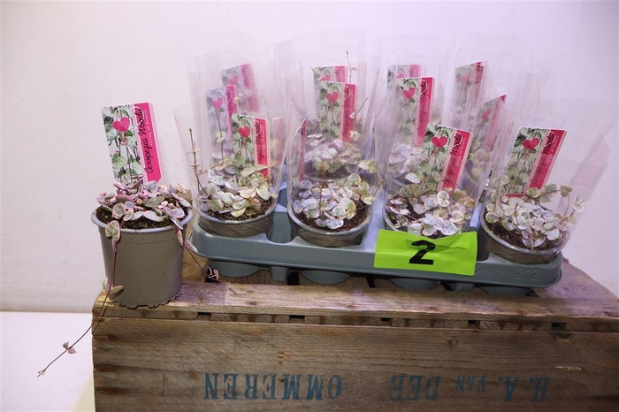 arr8 Cerop Wo Variegata