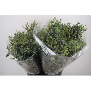 Euca Parvifolia Short 150gr P Bunch