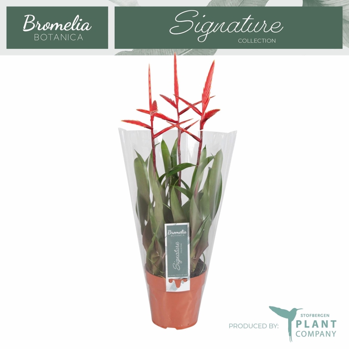Vriesea Elan