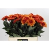 Dahlia Statue of Orange