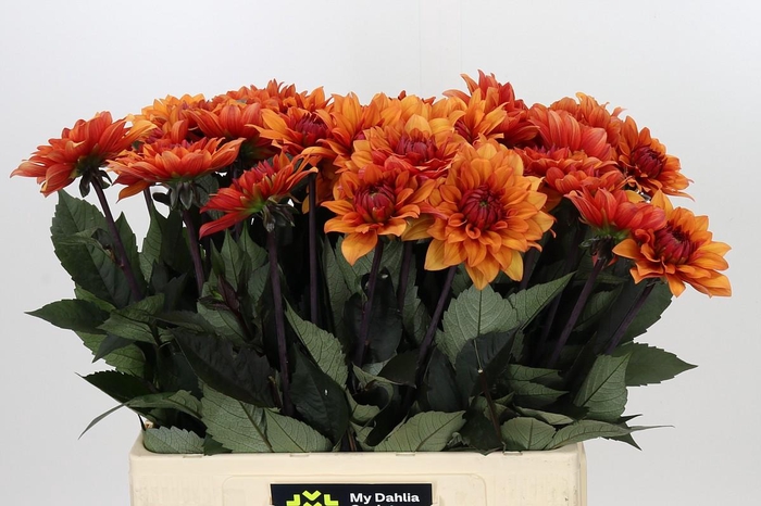 <h4>Dahlia Statue of Orange</h4>
