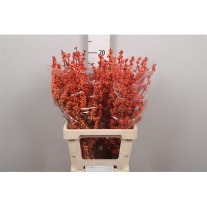 Ilex Ve Winter Gold