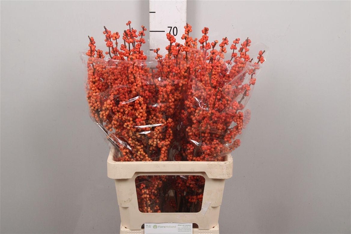 <h4>Ilex Ve Winter Gold</h4>