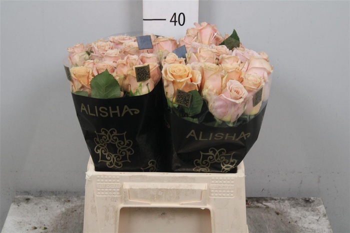 <h4>R Gr Sand Dune</h4>