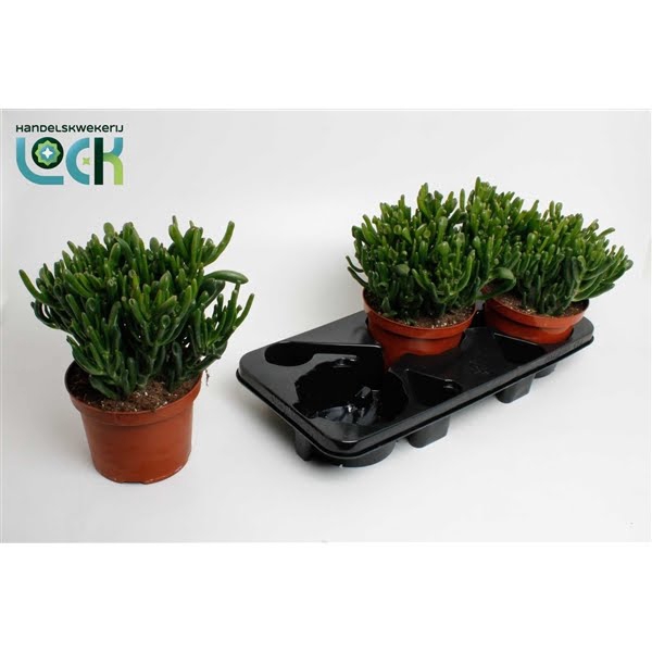 <h4>Crassula Horn Tree</h4>