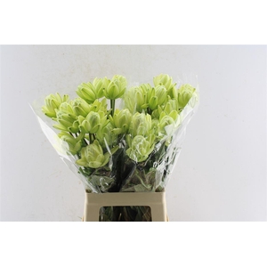 Lilium Noble Spray